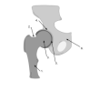 233px-Ball_and_Socket_Joint_(Hip_joint).svg.png