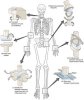 250px-909_Types_of_Synovial_Joints.jpg