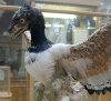 300px-Archaeopteryx-model.jpg