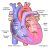 240px-Diagram_of_the_human_heart_(cropped).svg.png