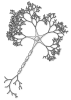 440px-Neuron-figure-notext.svg.png