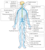 580px-Nervous_system_diagram-en.svg.png