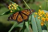 250px-Monarch_Butterfly_Danaus_plexippus_on_Milkweed_Hybrid_2800px.jpg