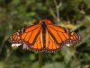 250px-Monarch_Butterfly_Danaus_plexippus_Male_2664px.jpg