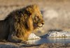 male-lion-safari.jpg
