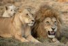 Lion-Family.jpg