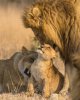 lion-and-cub.jpg
