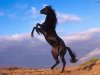 22-224073_beautiful-black-horses-running.jpg
