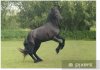posters-rearing-black-horse.jpg