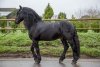 1c.-Black-horse-PB-JM5-1200x800.jpg