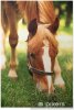 posters-beautiful-brown-horse-in-pasture.jpg