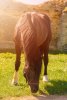 beautiful-black-horse-outdoors-concept-riding_163709-154.jpg