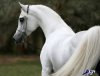 Arabian-horse-Iran-3.jpg