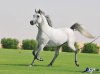 Arabian-horse-Iran-4.jpg