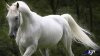 Iran-Thoroughbred-horse.jpg