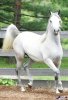Arabian-horse-Iran-1.jpg