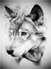 wild-wolf-painting-black-and-white-2.jpg
