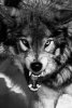 wild-wolf-painting-black-and-white-6.jpg