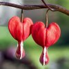 بذر-کمیاب-گل-قلب-خونین-مریم--dicentra-seeds--bleeding-heart.jpg