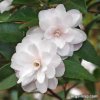 Camellia-flower-maintenance-6.jpg