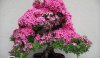 camellia-bonsai-tree-1.jpg