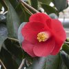 600px-Camellia.japonica.cv_.Ashiya.7166.jpg