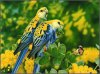 4OeTLyg-birds-wallpaper.jpg