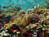 3-Red-Sea-Reef.jpg