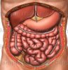 intestine.11.jpg